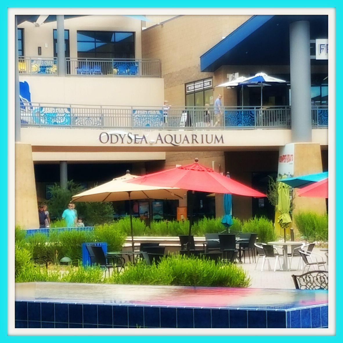 The Odysea Aquarium in Arizona- 5 Tips for your visit - ODysea